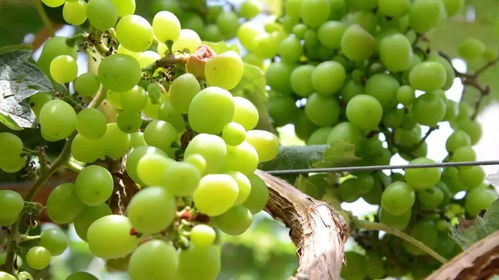 周末奇趣派對 美女主播邀你共品西瓜，贏取千元驚喜大獎