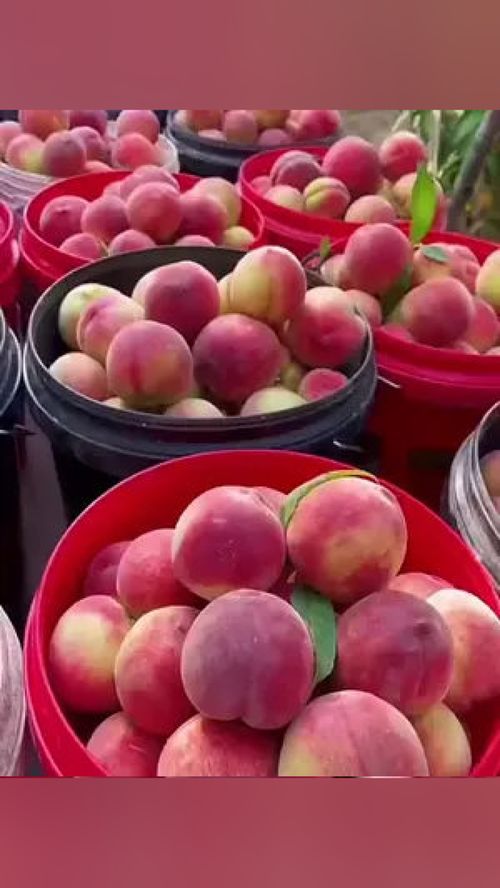 無脊椎動物？當心這水果里的“不速之客”！——談優質應季水果的選購與處理